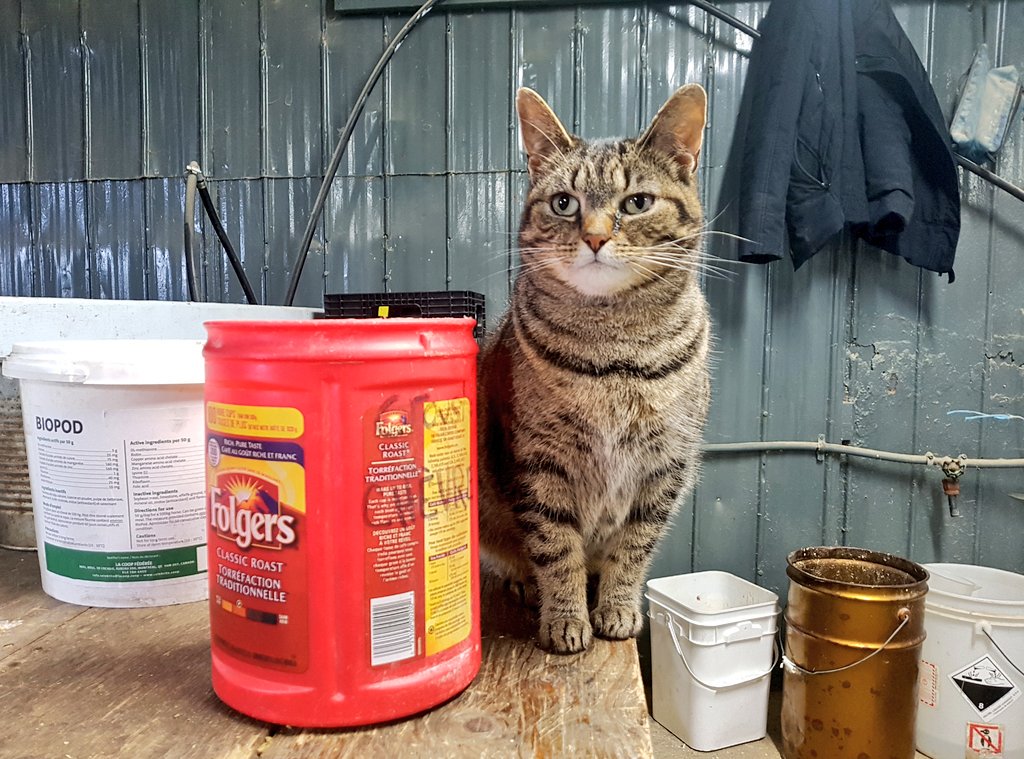 teacaketravels's tweet image. I'm in animal heaven! Can't we all just have our own Canadian farm and be self sufficient?! 😀🤘🇨🇦
#quebecbythesea #quebecoriginal #Travel