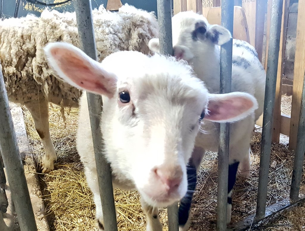 teacaketravels's tweet image. I'm in animal heaven! Can't we all just have our own Canadian farm and be self sufficient?! 😀🤘🇨🇦
#quebecbythesea #quebecoriginal #Travel