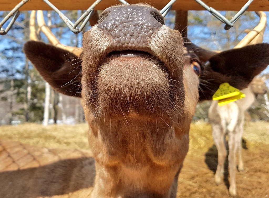 teacaketravels's tweet image. I'm in animal heaven! Can't we all just have our own Canadian farm and be self sufficient?! 😀🤘🇨🇦
#quebecbythesea #quebecoriginal #Travel