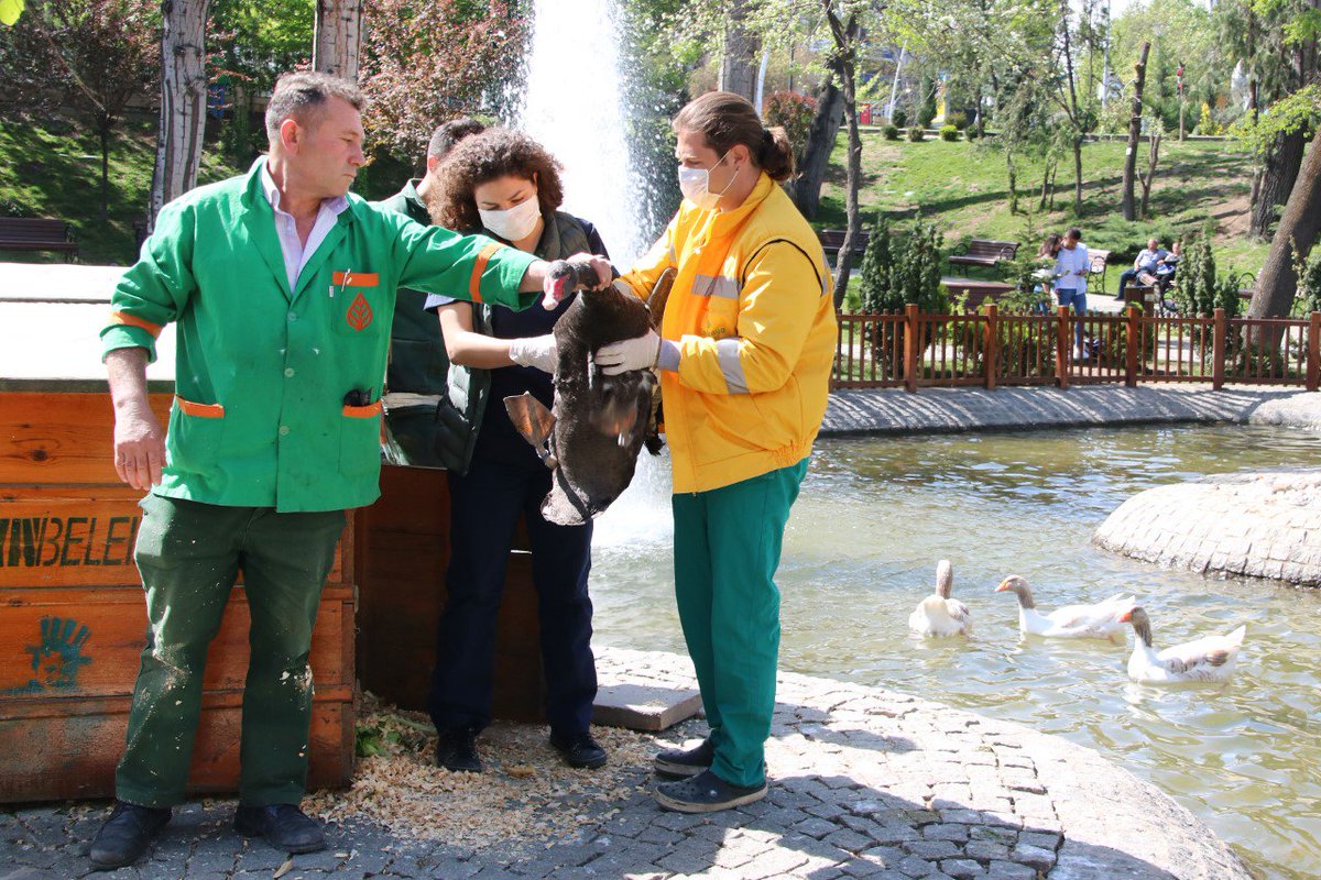 kaldirildi_d's tweet image. Kuğulara Ve Ördeklere Sağlık Taraması
bit.ly/2KtKoS1 @AlperTasdelen06 @CankayaBelediye @Hedef_Ankara #cankaya #KuğuluPark #Kuğu #Ördek