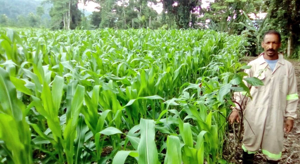 Fercho_Cruz90's tweet photo. #GranMingaAgropecuaria | Mediante las asistencias técnicas se brinda seguimiento a productores de "Chontaduro". Beneficiados con kits tecnológicos del proyecto Nacional de Semillas para Agrocadenas Estratégicas, en el cultivo de maíz duro para el ciclo invernal. #PITTPA https://t.co/pVouziy7oT