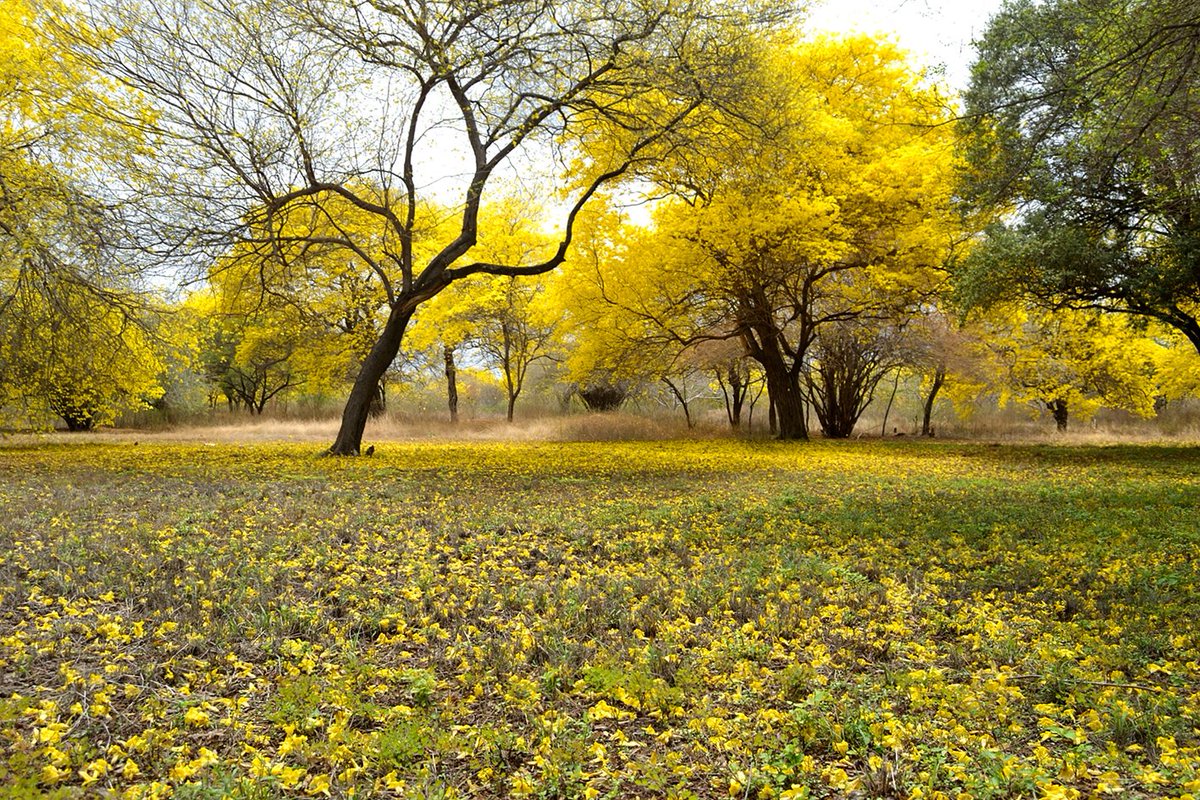 Jardín Botánico de Maracaibo, floración de los curarires la única nevada amarilla... para ver el resto de las imagenes ir a: facebook.com/nubardoelias.c…
