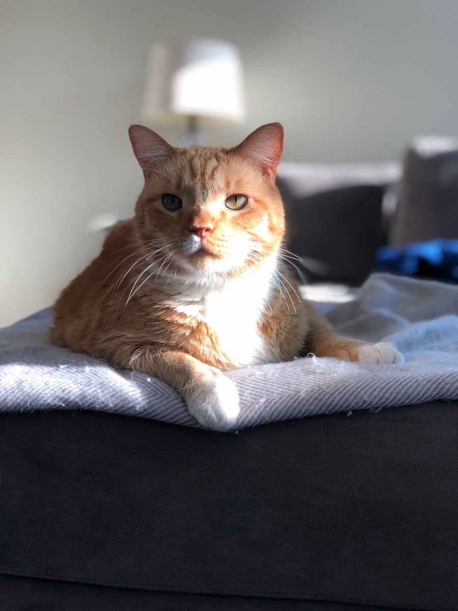 GingerHobbes's tweet photo. ☔️🌹Raindrops on Roses and Whiskers on Kittens🐱

#TheseAreAFewOfMyFavoriteThings  #❤️@catsofinstagram https://t.co/oYVefus7VC
