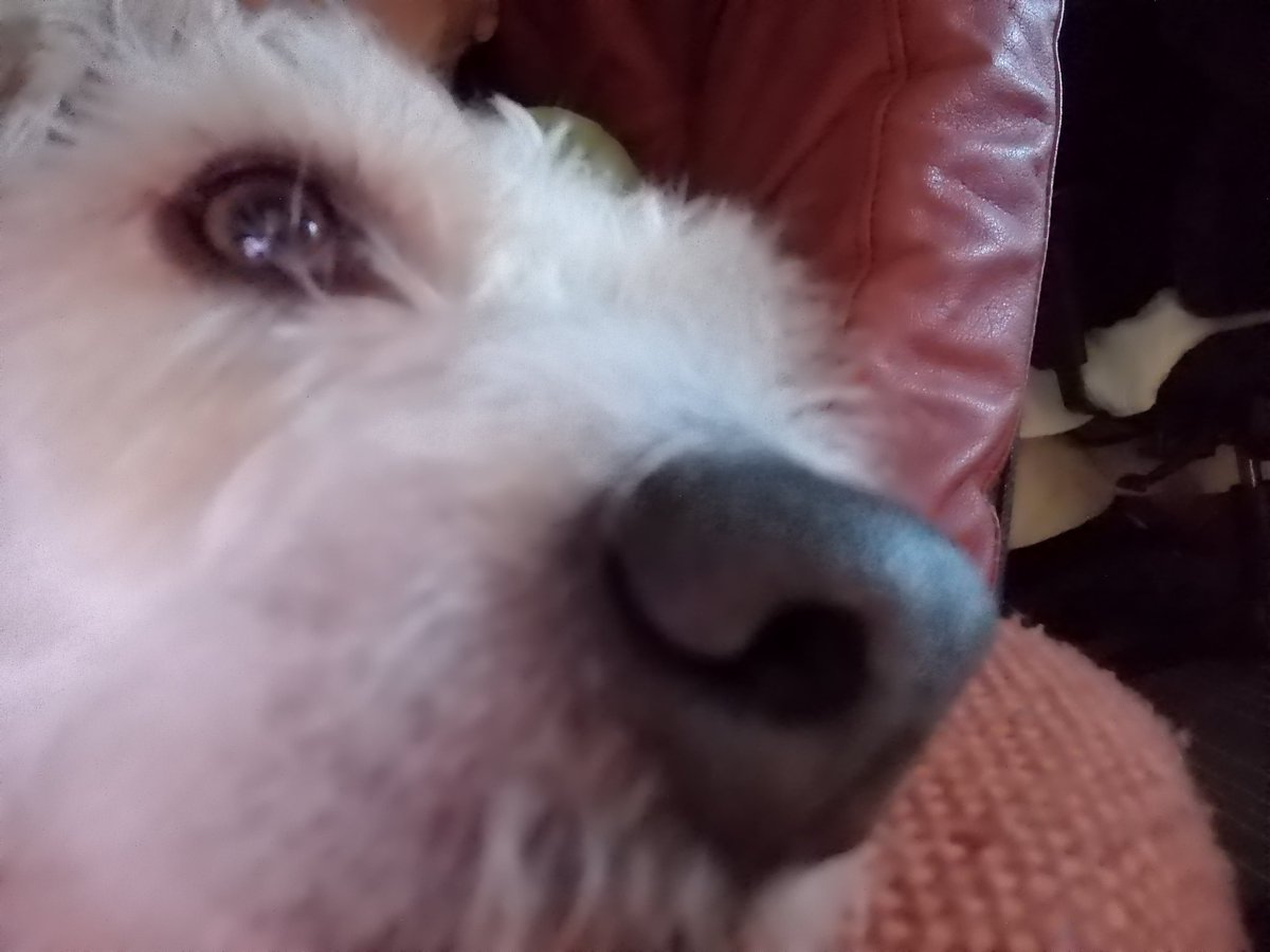 ronjja76's tweet photo. When I come home and this little guy isn't here. So empty. Glad his at mother in laws and will be back tomorrow ❤️ https://t.co/Vcwk6h7ijE