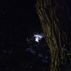 oltm's tweet photo. Wat is er fijner dan een zomerse zondagmiddag te vertoeven tussen de bomen, te luisteren naar @TTT_CB ?Of onder het genot van een drankje een zomerse avond beleven alsof je in California bent, samen met de @DutchEagles ? https://t.co/aQKEOBONDy