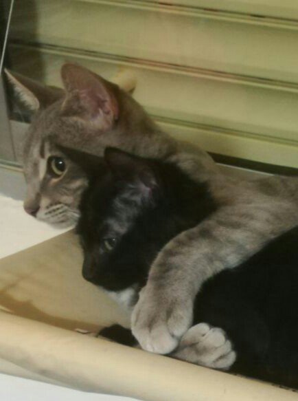 tiquip's tweet photo. Mis gatetes después se su almuerzo #AlimentaSuInstinto https://t.co/dfIhKDOGGq