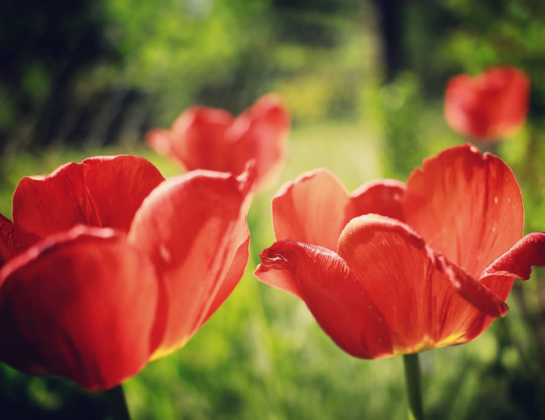 Mariko11982's tweet photo. #tulipany #reflection #tulips #redflowers #best_nature_shots #nature_perfection #wildnature #photoart #macro_vision #macropgotography #macro_shots #april2018 #spring #canon1300d #szukaminspiracji #pięknonatury #reflection https://t.co/5tSioi6CpJ