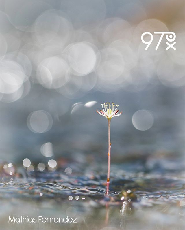 Agence97px's tweet photo. Fleur sur un saut de GUyane par Mathias Fernandez
https://t.co/wcfzrcmkFR
#nature #floral #flowerstagram #beautiful #instagram #flowers #botanical #GUYAE #AGENCE #97PX https://t.co/jaBoph1emy