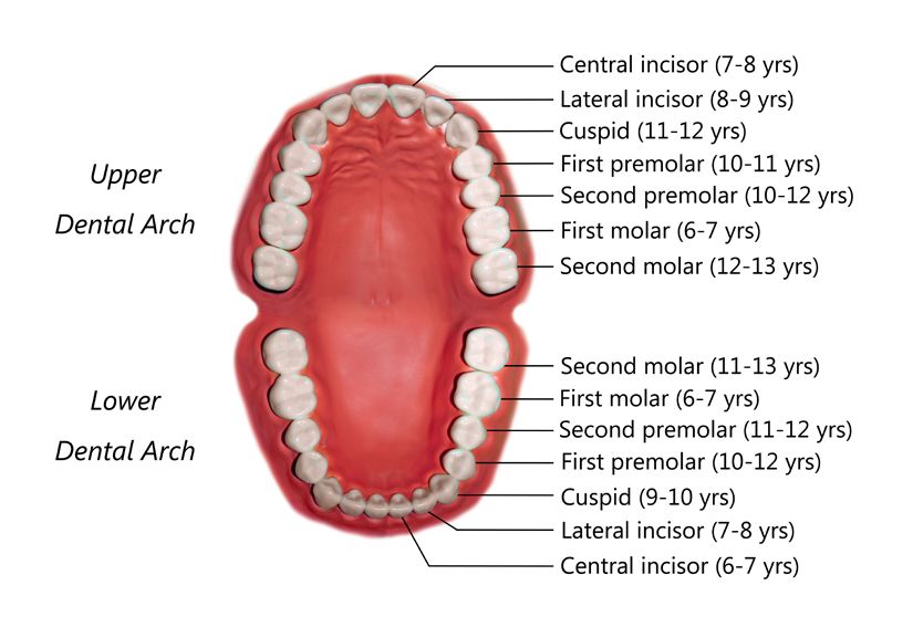 An adult human being has 32 teeth and all these have their names which are ...
