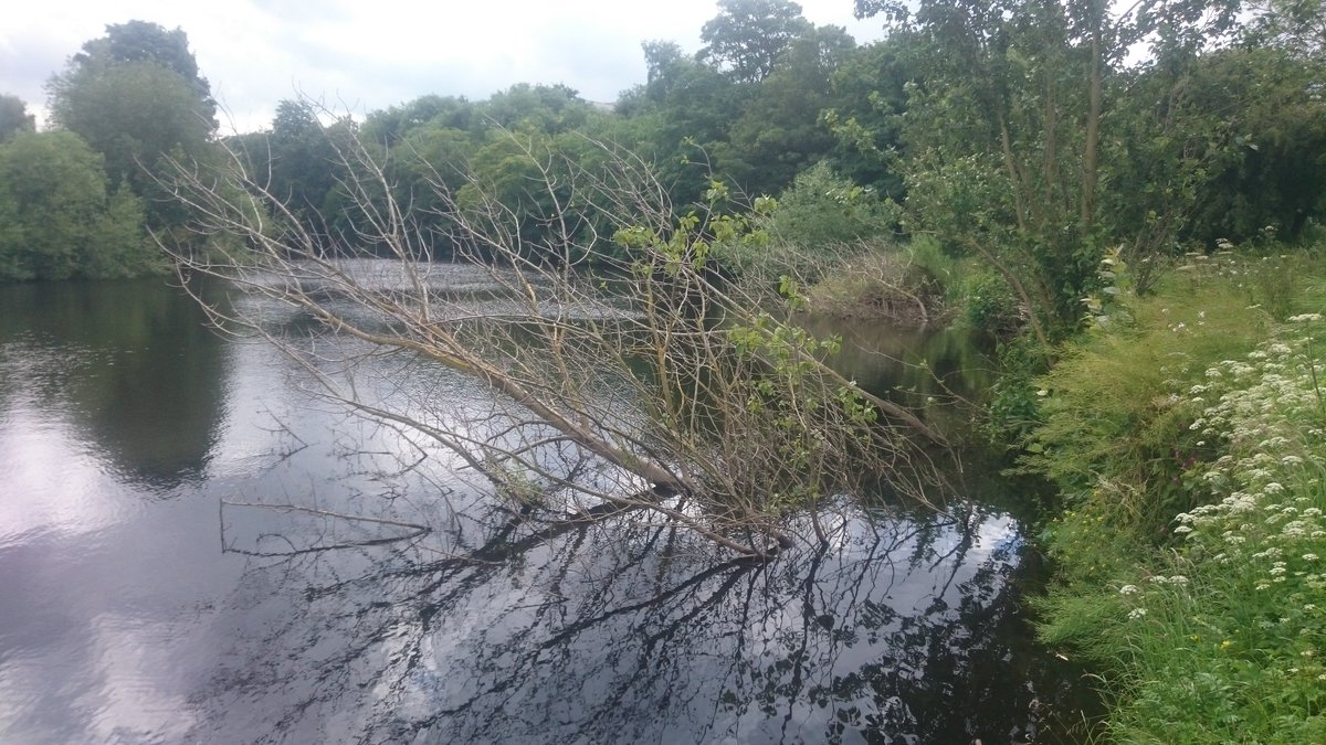 ProfJGrey's tweet photo. I'll be leading @WildTroutTrust #habitat #workshop hosted by @wetherbyanglin on the Wharfe, supported by @YorkshireWater #Biodiversity Fund: Sat 12th May. Email or DM me for details https://t.co/0nLDPdHTkH