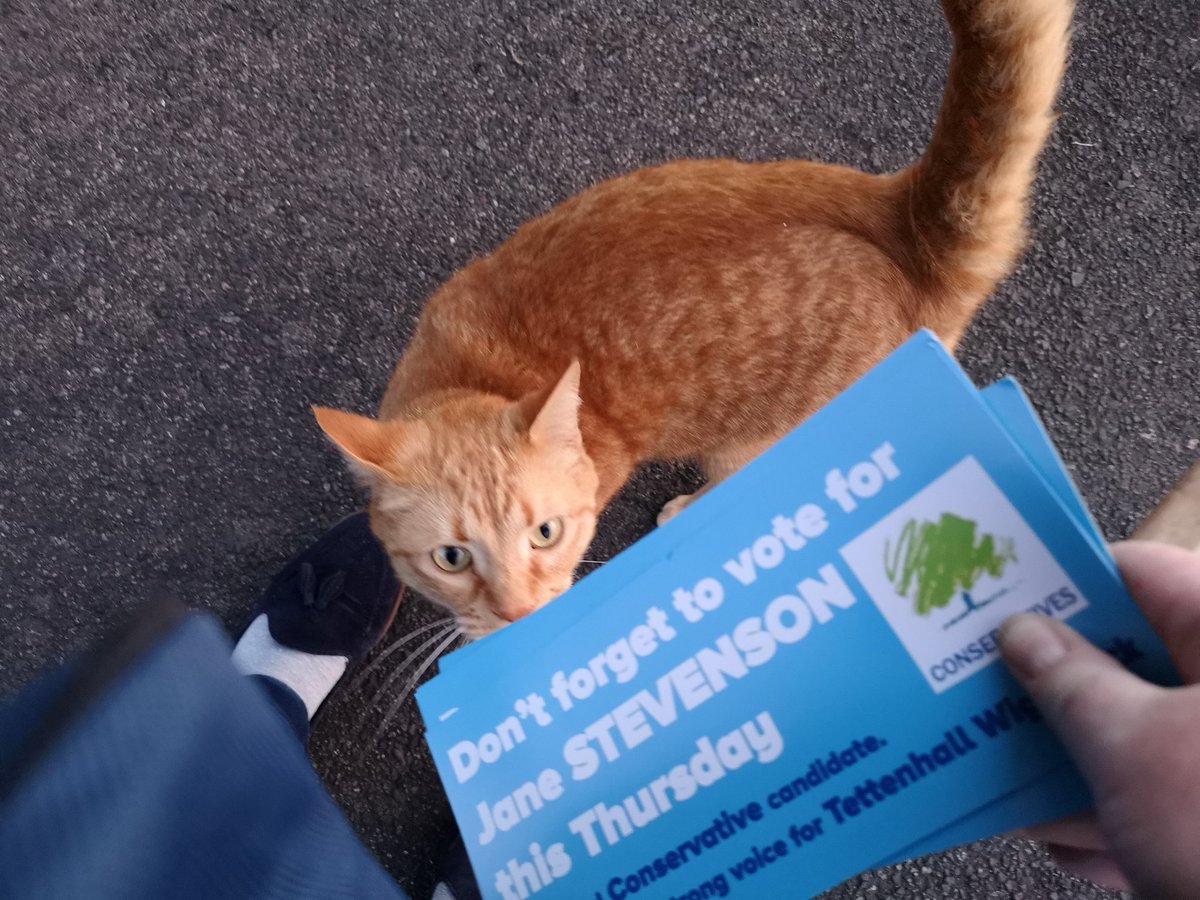 <a href="/CanvassingCats/">Canvassing Cats</a> <a href="/ToryCats/">Tory Cats</a> this stunning ginger is definitely supporting #Conservatives in #wolverhampton