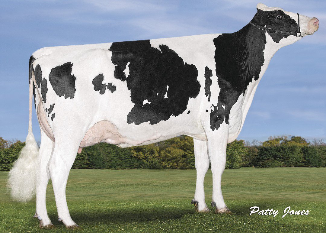 Gear up with 250HO1127 MAIN EVENT! He is an excellent fitness sire with high conception, so he's great to get cows pregnant! He is also available in gender SELECTed semen! Pictured here is Murrayholm Main Event Ceci (VG-85-VG-MS) from Glenhaven Farms in Canada.