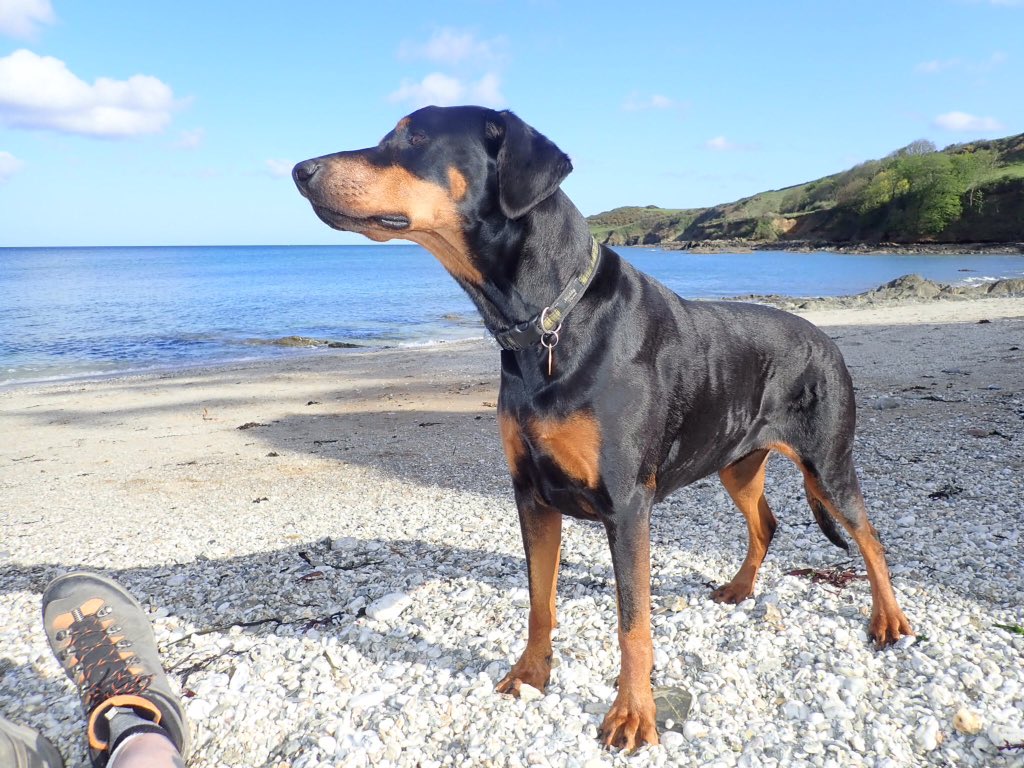 jimpy368's tweet image. An enjoyable #walk along the @swcoastpath today with Sophie @ILoveCornwallUK @beauty_cornwall @Cornwall_Coast @CornwallAONB @cornwall4dogs @dogslovebeaches @dogcelebration #Doberman #dogsoftwitter @BestDogPhotos #getoutside #Explore #beach #Falmouth #Cornwall 👣🐾
