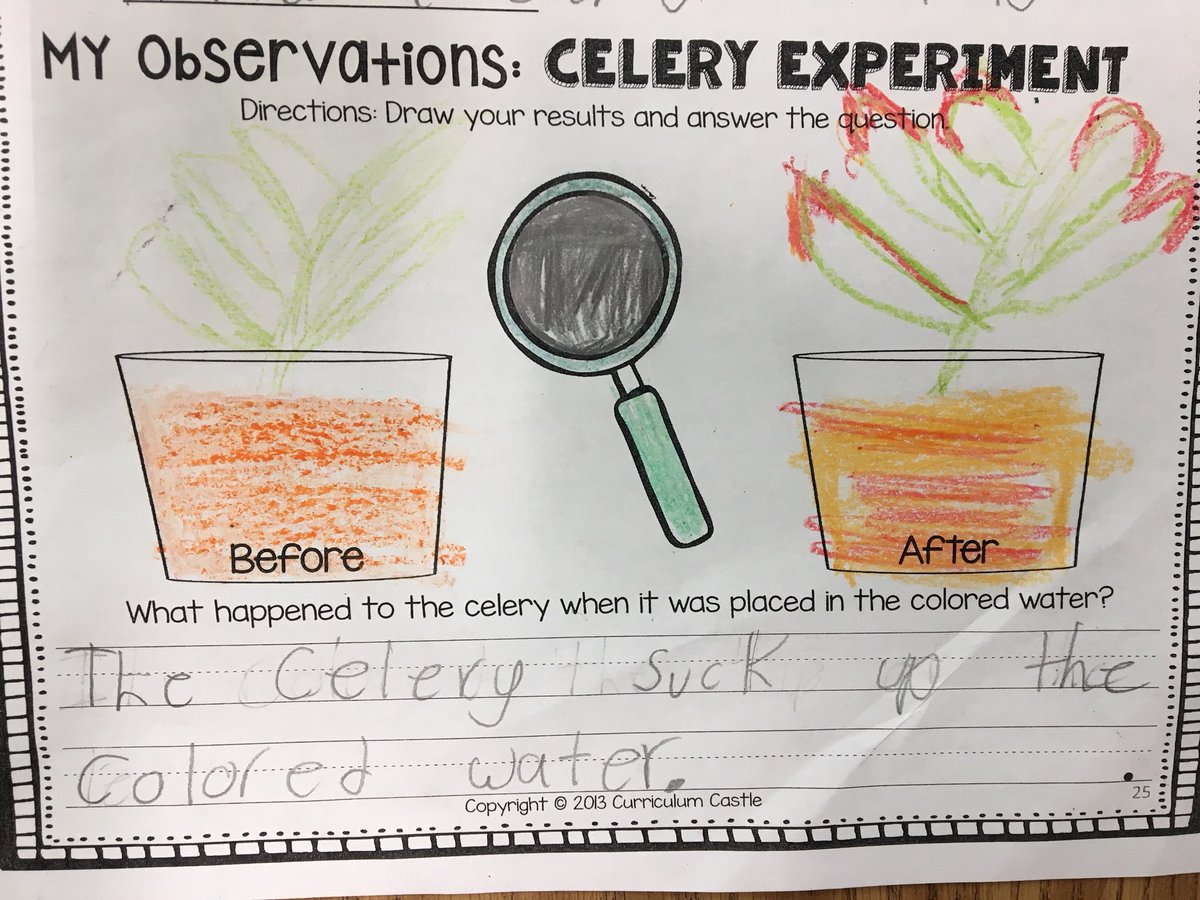 mccullochmemos's tweet photo. Plants &amp; life cycles #PBL! Check out how we learned about the important job that roots/stems do to help feed the plant! @IsonSpringsES @LaShawna_McCoy #scienceexperiment https://t.co/sroI90RqU1