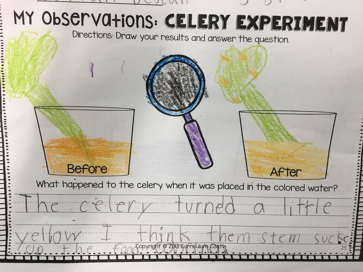 Plants &amp; life cycles #PBL! Check out how we learned about the important job that roots/stems do to help feed the plant! <a href="/IsonSpringsES/">IsonSpringsES</a> @LaShawna_McCoy #scienceexperiment
