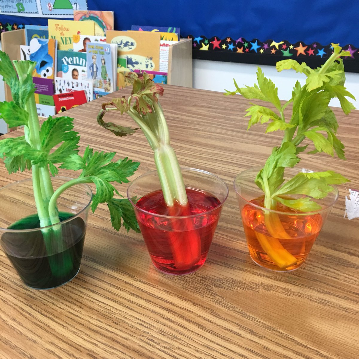 mccullochmemos's tweet photo. Plants &amp; life cycles #PBL! Check out how we learned about the important job that roots/stems do to help feed the plant! @IsonSpringsES @LaShawna_McCoy #scienceexperiment https://t.co/sroI90RqU1