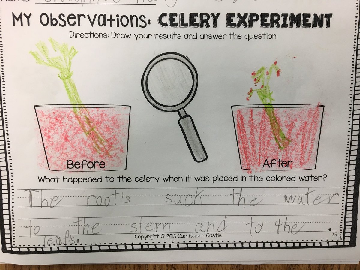 mccullochmemos's tweet photo. Plants &amp; life cycles #PBL! Check out how we learned about the important job that roots/stems do to help feed the plant! @IsonSpringsES @LaShawna_McCoy #scienceexperiment https://t.co/sroI90RqU1