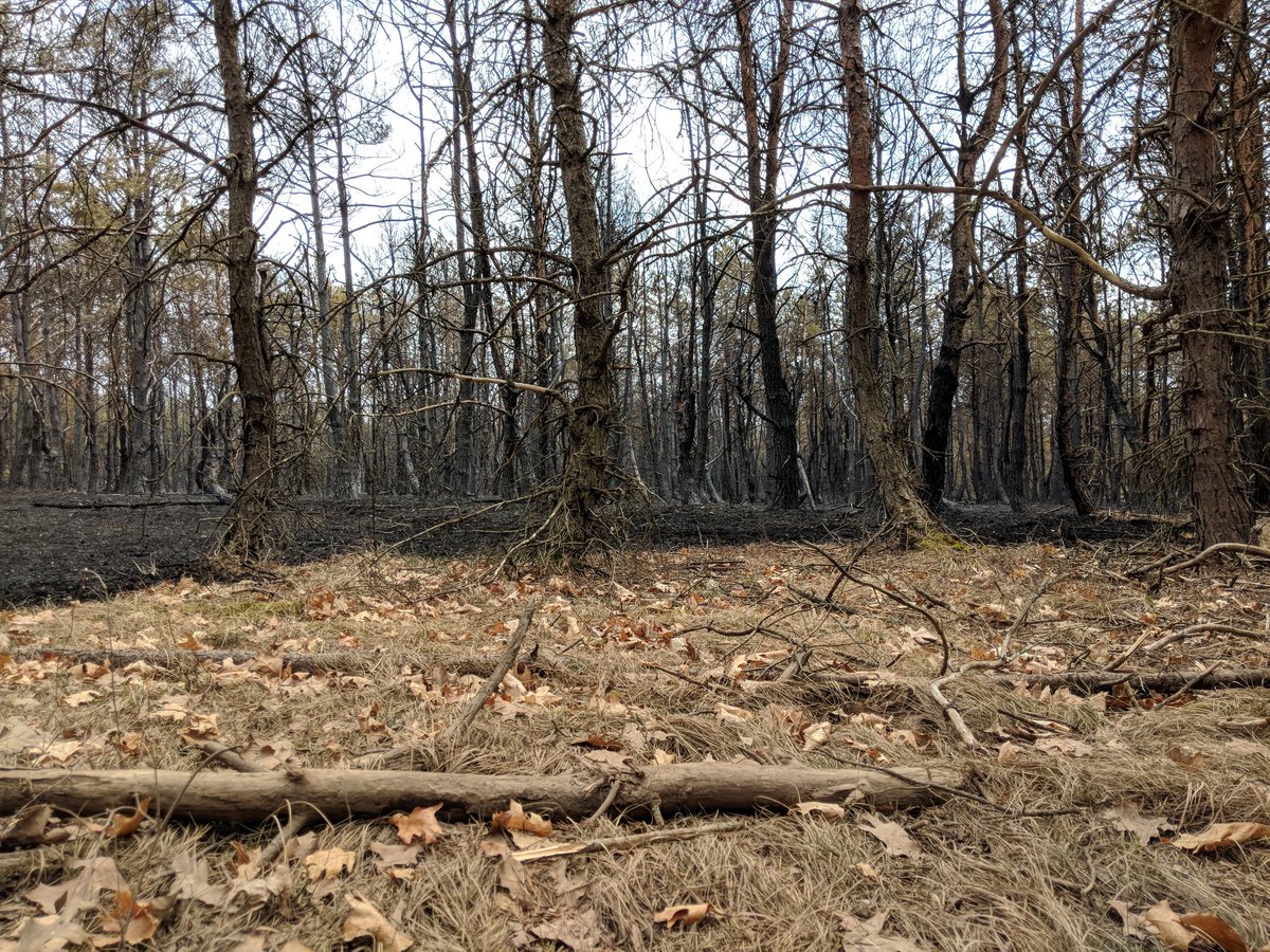 abimsmith's tweet photo. Newaygo County Wildfire @wzzm13 https://t.co/hD9CEORNDm