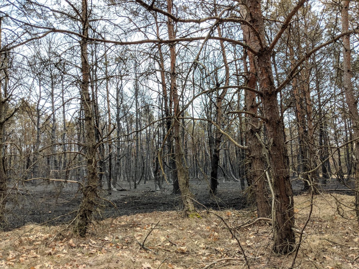 abimsmith's tweet photo. Newaygo County Wildfire @wzzm13 https://t.co/hD9CEORNDm
