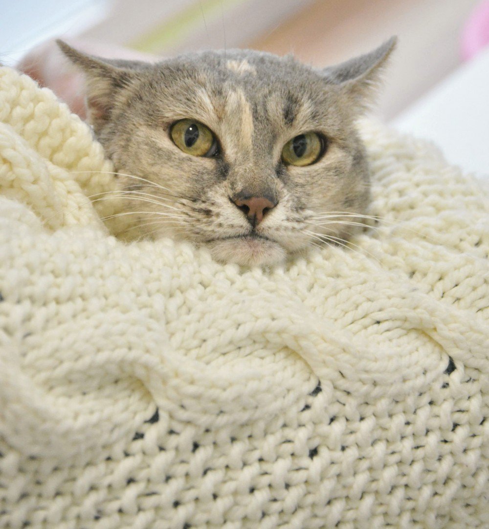 Congatos's tweet photo. Con esta cara tan seria
y mi pose a lo #GumpyCat
te hago una sugerencia.
ยฟTe decides a #adoptar?
Divina por dentro y por fuera, Mรญa busca el amor con @GateraCollado #Madrid ยฟTe animas a poner esta cara tan guapa en tu vida? ยฟ#PorlomenosunRT? https://t.co/uhjAUhcnBF #AdoptaUnGato https://t.co/Rg6zGjuyu6