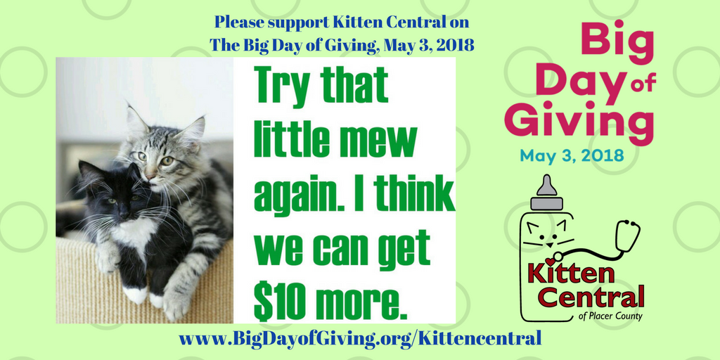 KittenCentral1's tweet image. Sad that they have to beg, isn't it?  But aren't they sweet? You can keep them and 499 more this year in KMR and wormers by remembering @KittenCentral1 on #BDOG2018 May 3.  #bigdayofgiving.org/kittencentral #avoidtherush #scheduleyourgifttoday