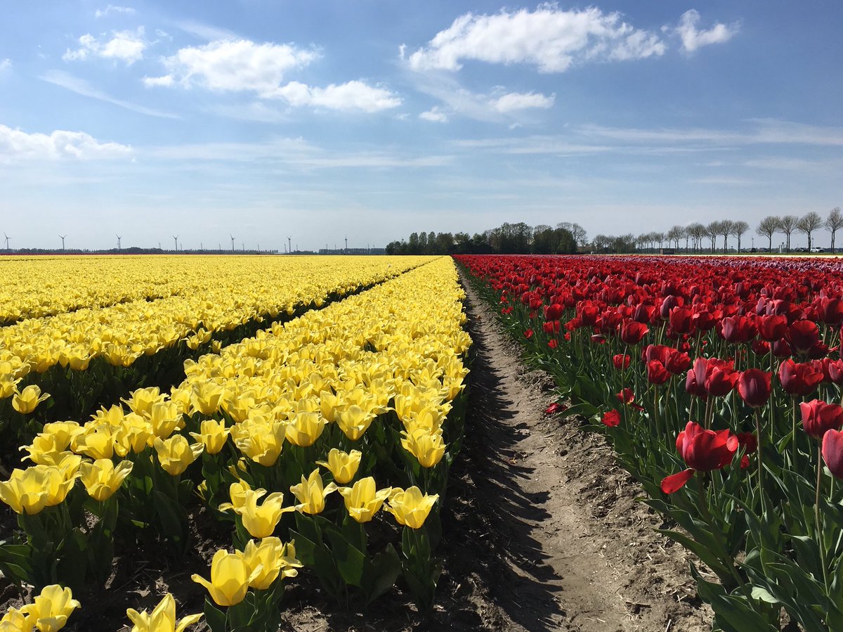 TulpenFestivNOP's tweet photo. #tulpenroute vandaag #noordoostpolder #tulpenfestival #TF18 #stepnop https://t.co/zInraudZDT