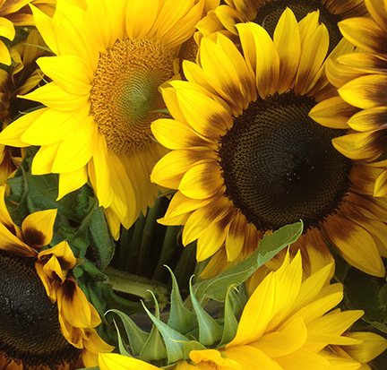 Join us at the <a href="/FarmShareFair/">Farm Share Fair</a> on THURSDAY, MAY 10th at the <a href="/ArtsattheArmory/">Arts at the Armory</a> on Highland Ave in Somerville. 5:30-8:30. It's FREE.  Come get fresh, local products! Sign up HERE: bit.ly/2In5z6a