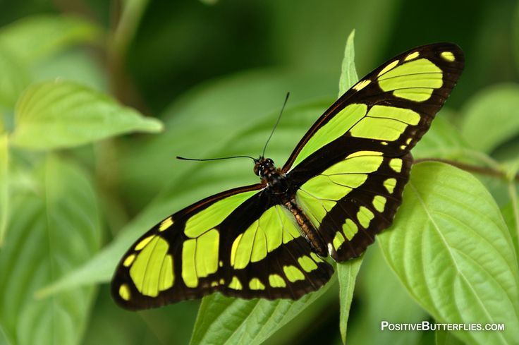 Nature Image hdwallpapersland.com/nature-image-2…