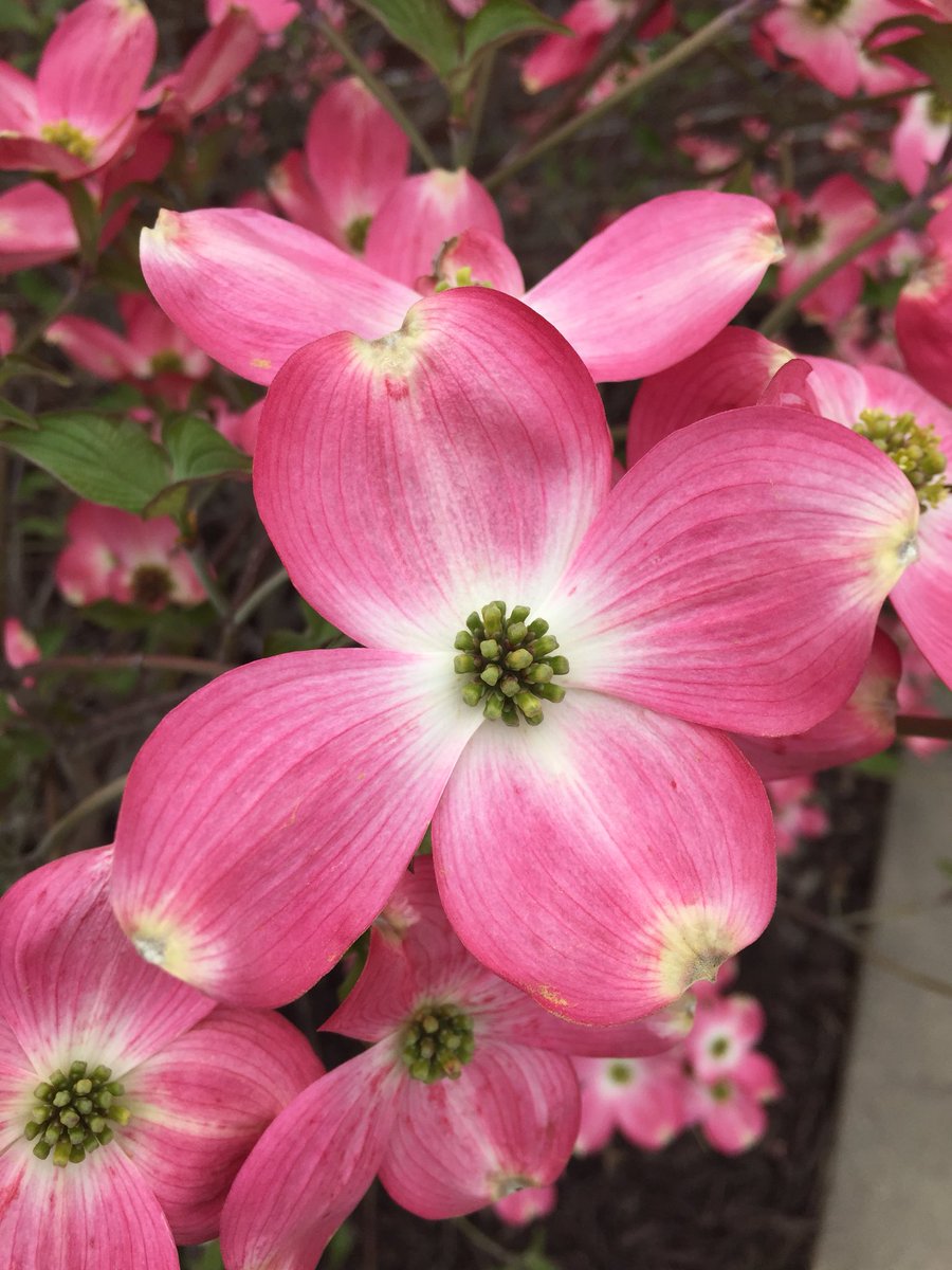 fountainradio's tweet photo. Spring brings new life just like Christ does for us when we follow Him! #kansascity #radio #fountainradio #1079thefountain https://t.co/QhxJ5E8LAS