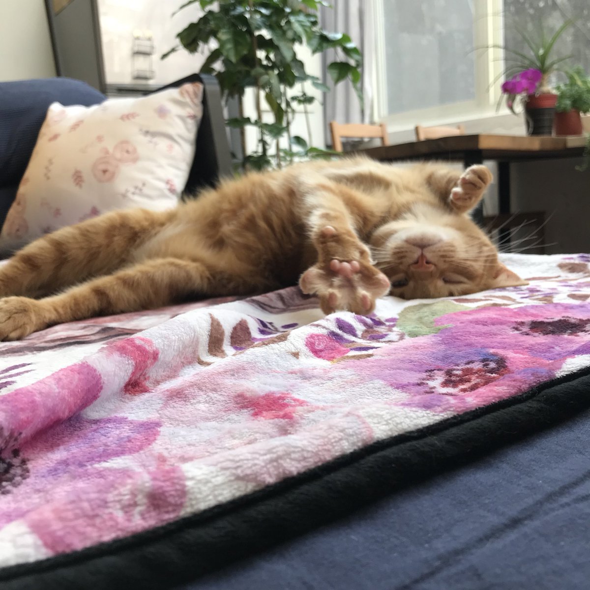 britbluekitten's tweet photo. Paw prove blanket #flannel #blanket #gingercat #homedecor #design #fluffy https://t.co/I7vtwyPvcl