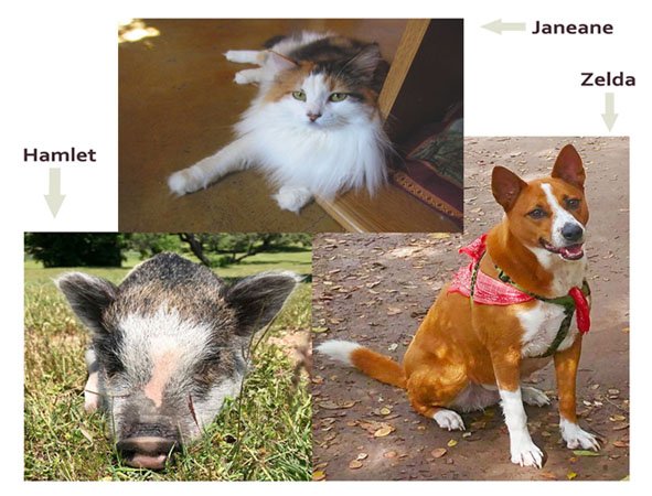 Camp_Fire_Kids's tweet photo. Who is the cutest? Settle an office debate, and vote by donating to one of our animal friends' crowdrise pages here: https://t.co/DLETvn54a3 -- All donations go to Camp Fire's scholarship campaign for Summer Camp! #wohelo #queenofsummercamp https://t.co/cc8FEgH0G6