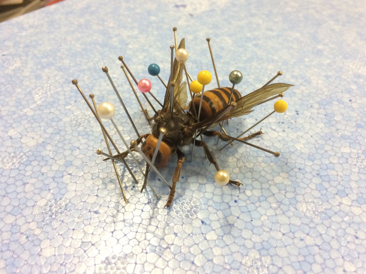 Fukuda Toru 福田 亨 Twitterissa 友人が ロードキルされたオオスズメバチの女王をくれたので 形を整えてみました デカイ