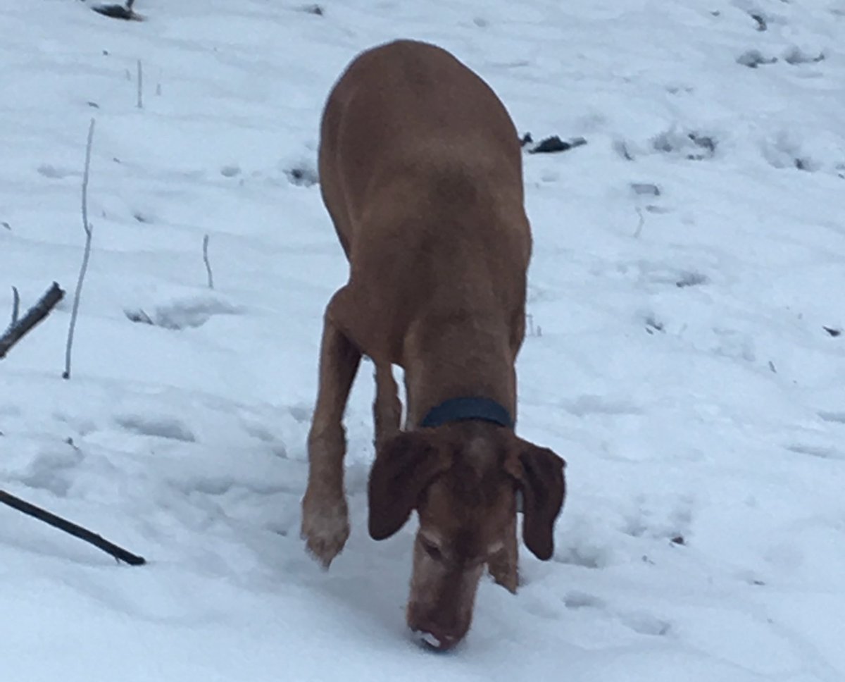scotteburger's tweet photo. @jk_rowling Thank you so much @jk_rowling .  Our Dobby’s unwavering love for our family made our lives better just as your Dobby did for Harry. We recently laid Dobby to rest after a battle with cancer in the woods behind our house, with a sock of course. https://t.co/D5Aa62Hd9C
