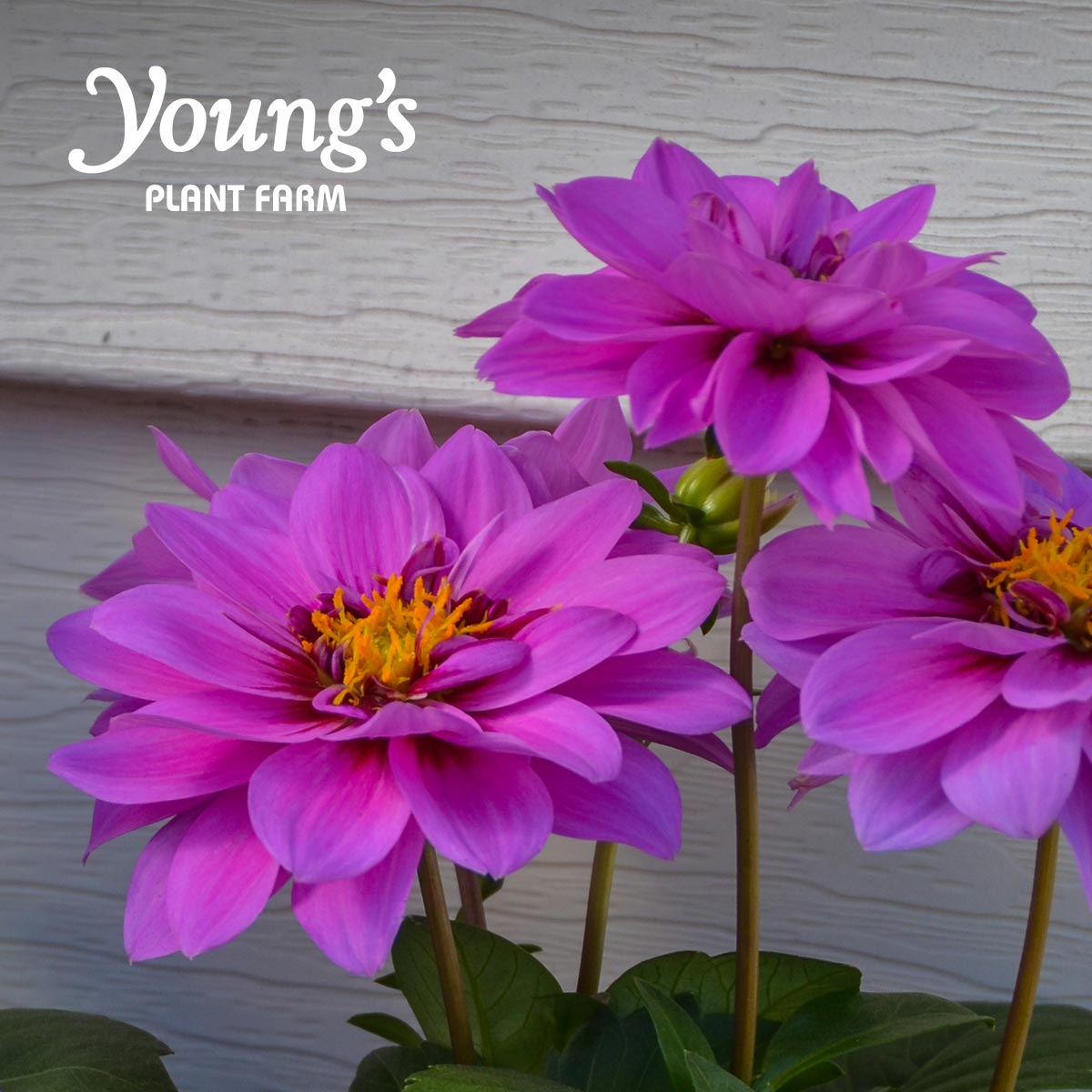 #Dahlias large, spectacular flowers are an irresistible showstopper in any #garden bed or container. Be sure to give your dahlias plenty of water and sun, and trim spent #flowers at the base of the stem for ample blooms all summer long. #YoungsPlantFarm