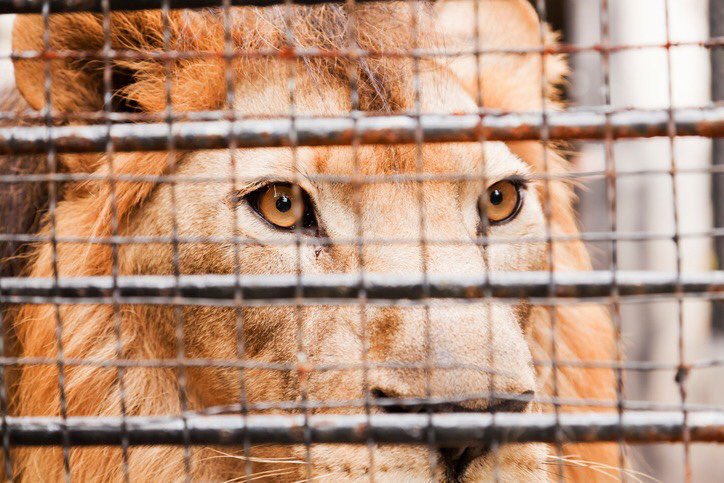 VhoMrapper's tweet image. Retweet for Shamba 
like for Mmusi Maimane 
#RIPShamba