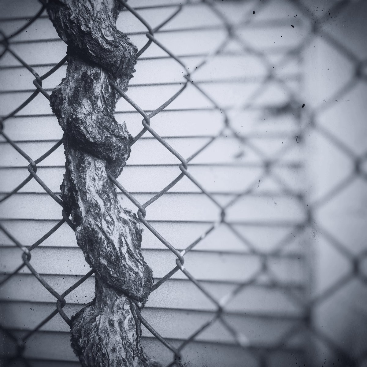 DHDowling1's tweet photo. "Alive, New York City, 2017" by DH Dowling #trees #branches #chainlinkfences #fences #streetphotography #urbanphotography #street #urban #nycity https://t.co/wlXFYx71Nl