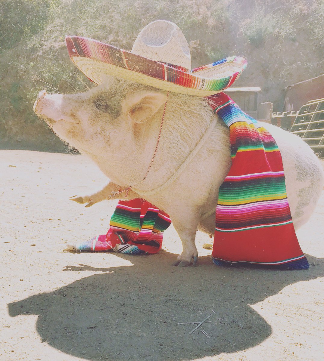 SunsetRanchLA's tweet photo. Only a few more days till cinco de mayo! Have plans yet? Come see us!#hollywood #sunsetranch #cincodemayo #holidayweekend #goodtimes #travel #sightseeing #sunsetranchhollywood #sunset #discoverla https://t.co/F3k2vvRQd2 https://t.co/deNe0VRrCe