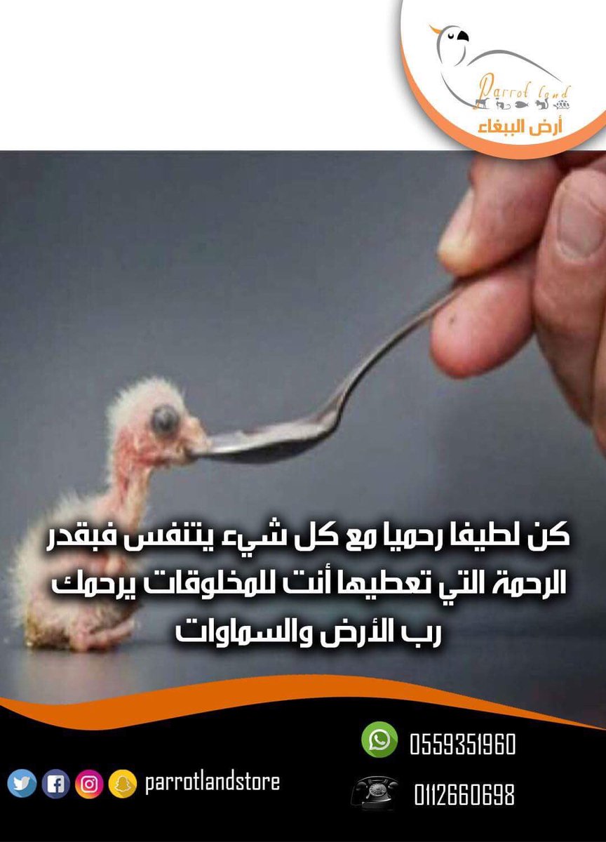 جذب قبضة العقيدة ارض الببغاء Nid No1 Net