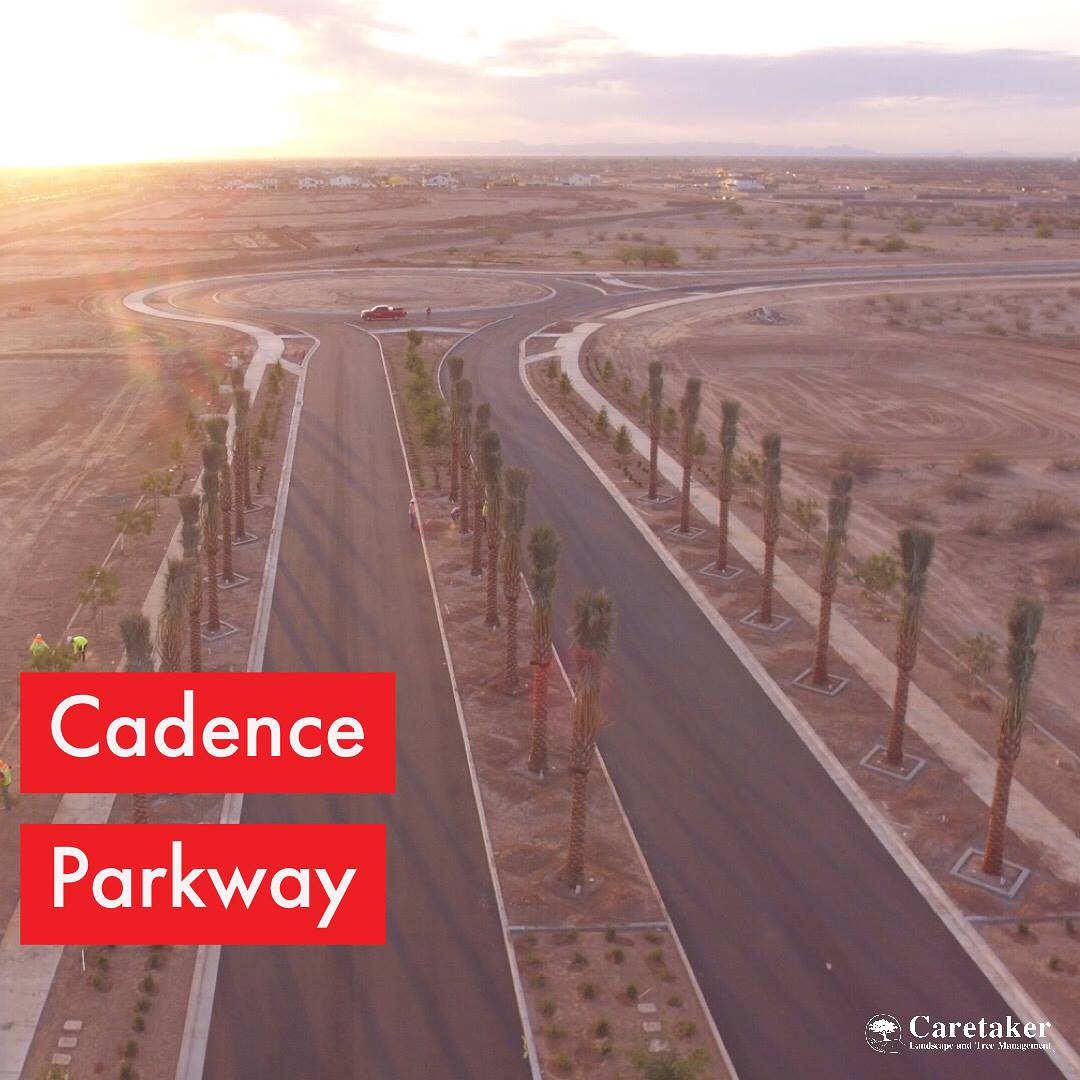 CadenceGateway's tweet photo. Scenic view from overhead at The Cadence Parkway Project. Thank you to our construction crews who are working hard to complete this beautiful installation at Ray and Ellsworth in #Mesa. https://t.co/c2vTfHV46P @SilverFernCos @CaretakerLndscp https://t.co/zKiltlesqq