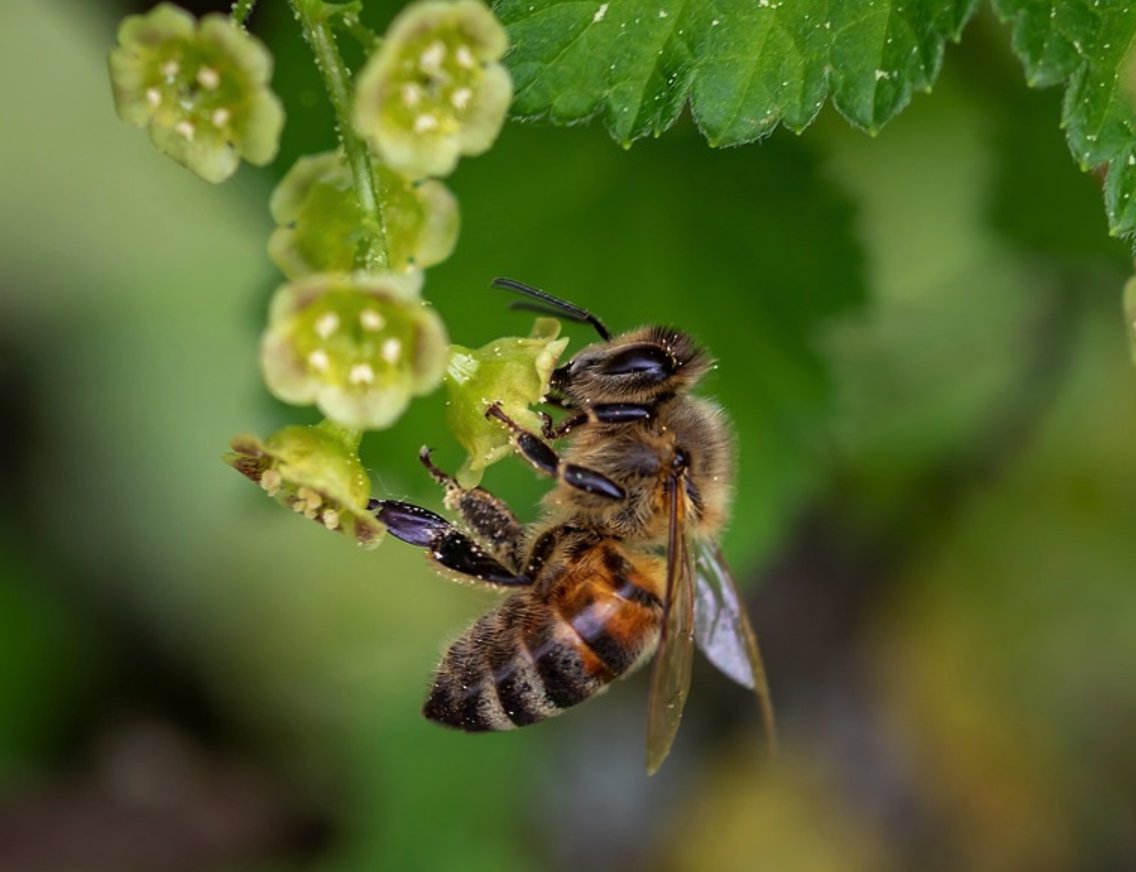 PETA_Latino's tweet photo. En la industria de la miel se requiere la manipulación y la explotación de las abejas. Al igual que otros animales explotados en “granjas,” las abejas son víctimas de condiciones antinaturales, manipulación genética y transporte estresante. 💔🐝 #BoycottHoney https://t.co/DuWUNHSvSN