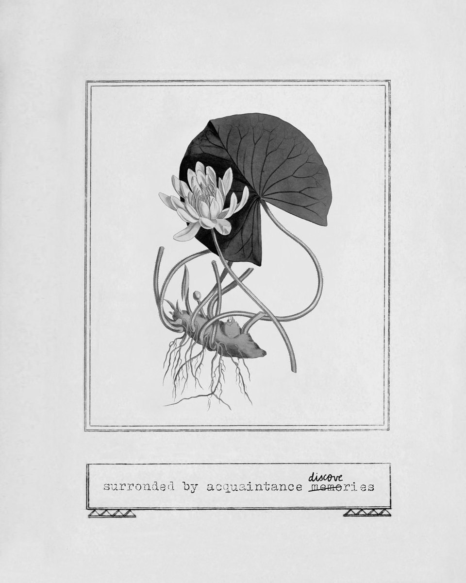 gucci's tweet photo. Inspired by antique botany drawings of the plants which are ingredients of Gucci Bloom #AcquaDiFiori, #VerenaSmit imagines connecting with the romantic atmosphere of Gucci. #InBloom #AlessandroMichele. Discover more https://t.co/El1buBhuCU. https://t.co/CeIy9aKld4