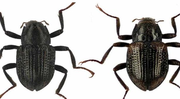 DiarioContraste's tweet image. Nueva especie de escarabajo se llama Leonardo DiCaprio bit.ly/2I8sHcb