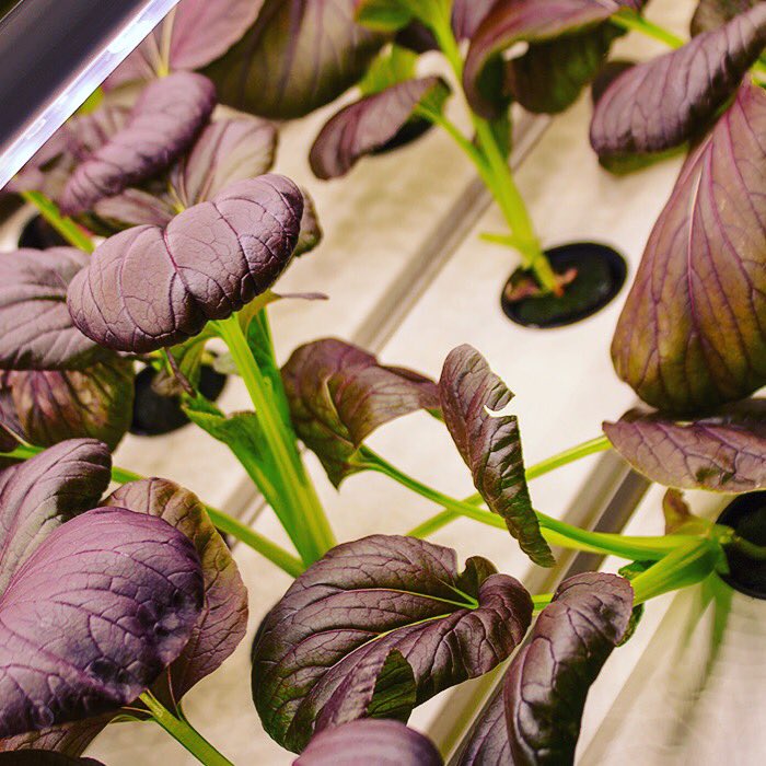 V_FarmHG's tweet photo. PakChoi from @CnSeeds are growing well in our #NFT systems under our full spectrum #LEDs.
Fact: #PackChoi is packed with vitamins A and C, a is believed to provide more than 100% of the recommended dietary allowance (RDA) for #VitA and 2/3 for #vet C.
https://t.co/H7rJXV4Ohi https://t.co/WOWSisM4Xe