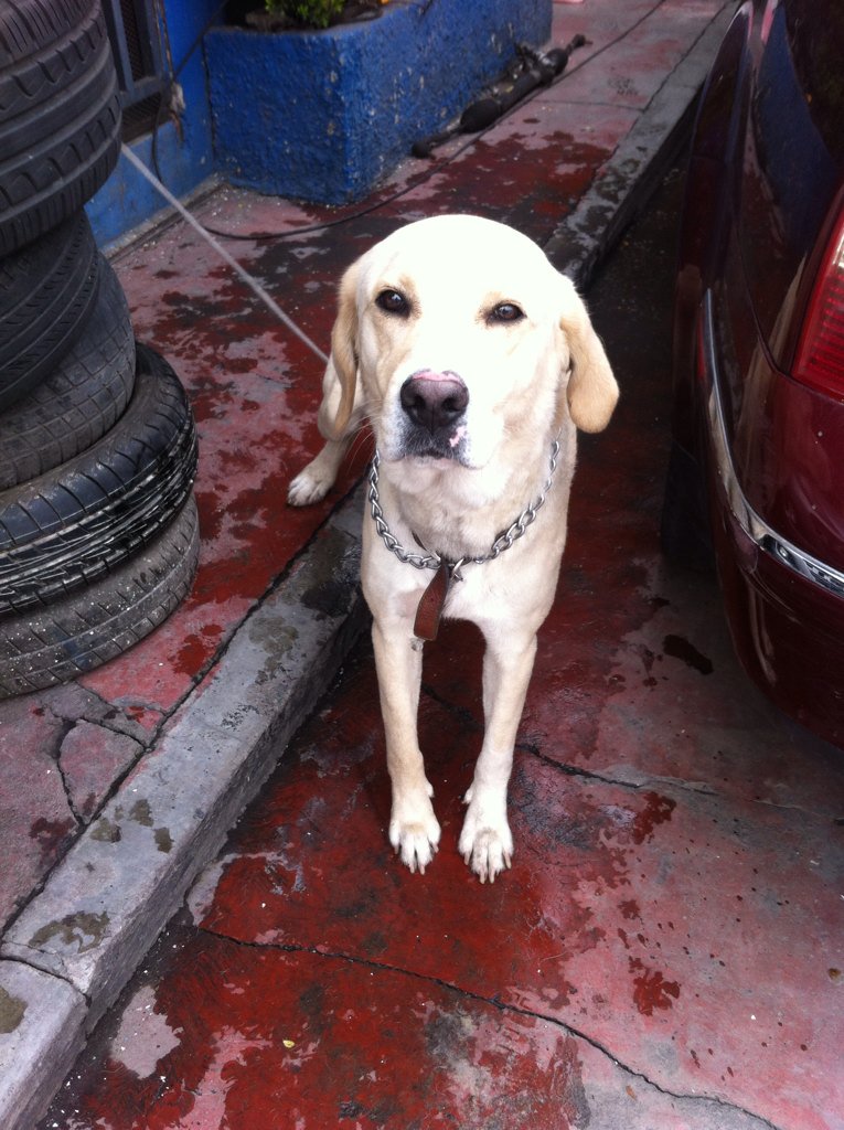 yazocd's tweet photo. @CdSatelite perro encontrado en circuito músicos. Ojalá aparezca el dueño... Gracias! https://t.co/QFX0snrP7o