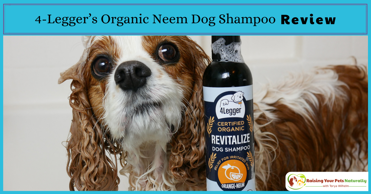 dogtrainer4ever's tweet photo. USDA Certified #OrganicDogShampoo #sponsored --> https://t.co/OZ3IC89fMA Perfect for bug season! Learn what makes @4_Legger #Organic #DogShampoo so unique and silky smooth. 20% #DISCOUNT #4legger #bestdogshampoo #naturaldogshampoo #doggrooming #organicdog @dogtrainer4ever https://t.co/ogPDK7creq