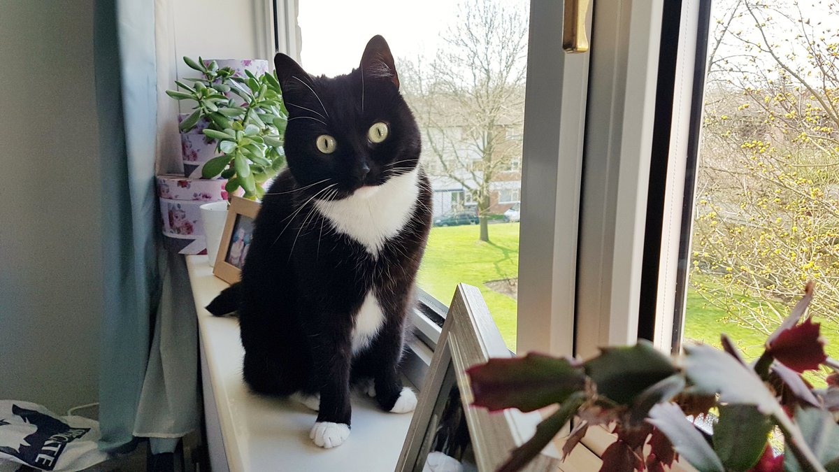 CuriousZelda's tweet photo. Ever have those days when you've got loads to do, but you just spend hours on the windowsill? https://t.co/x9fu7OqeGM