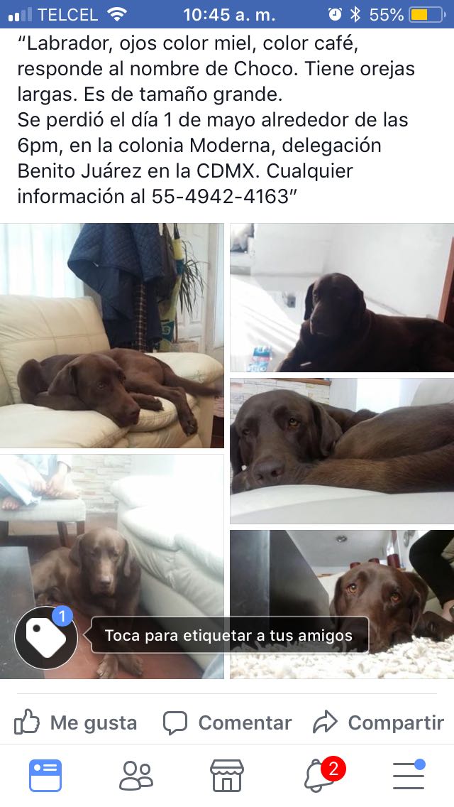 ruloelperrobobo's tweet photo. Amigos  me pidrn ayuda para difundir a este hemosho usan el hashtag #buscandoAChoco #RT @Atreyu_san @oskarinelperrin @gabyyin @Goliathpastor @PipianMx @XochiltMurrieta @lindo_kiwi @Vet_Inguaran @darksverydarks @mellamoluca @mozze https://t.co/xNFppnGAJ0