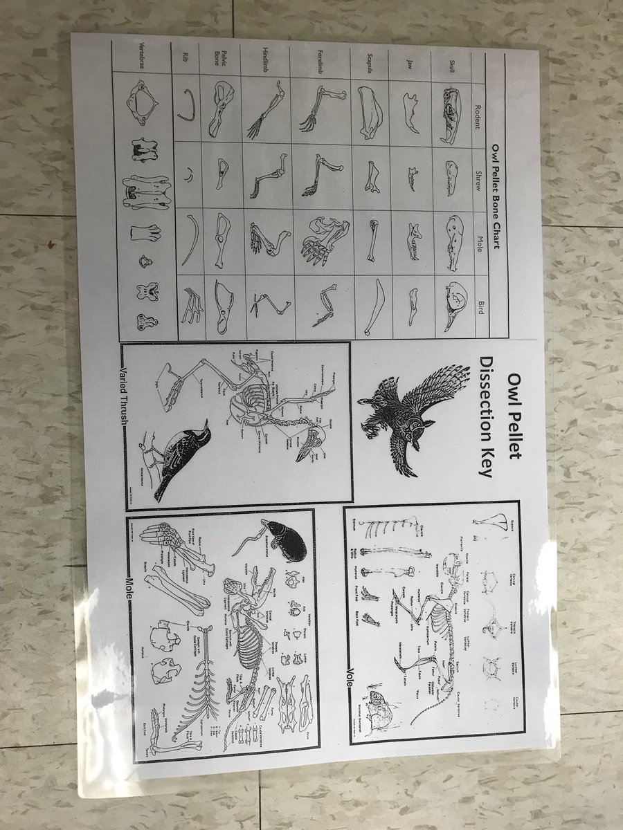 Kramerskids's tweet photo. Investigating what’s in an Owl pellet! #Bones! #StomachLining! https://t.co/3cybUgjQFJ