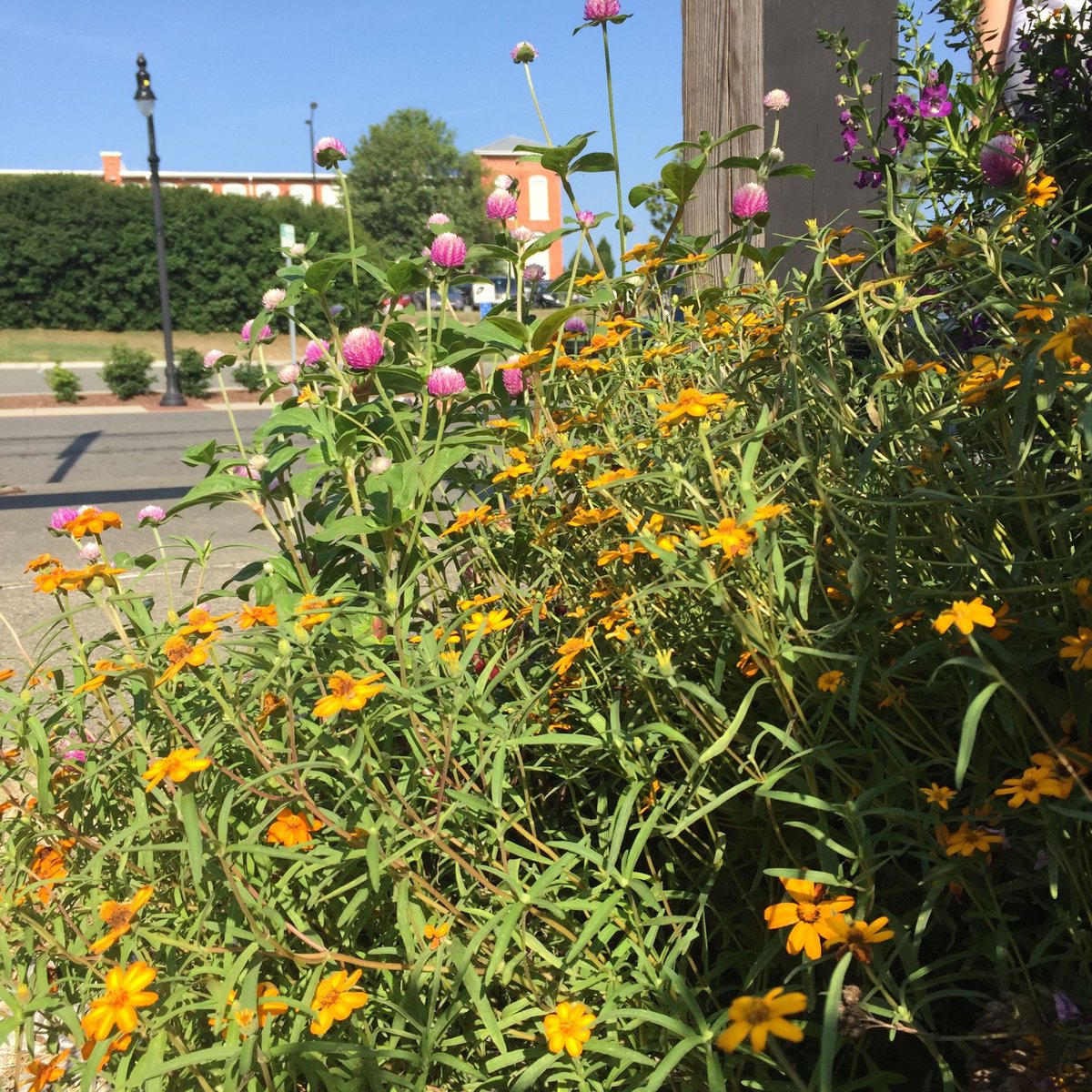 9thStreetDurham's tweet photo. Who doesn't love spring in Durham? Come out for a stroll on Ninth Street and take the time to smell the flowers while you're here! #discover9thstreet #smelltheflowers #spring https://t.co/PcsEQMvFSZ