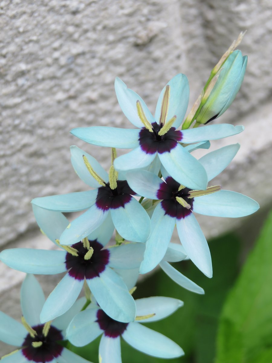 レモン オパール イキシアのビリディフローラが随分綺麗に咲いた この水色とも薄緑とも断言しづらい鮮やかな色が良い アクアマリン的な気もする 3年前に植えたやつかなぁ こんな平然と生えてるなら もっと沢山植えたい T Co Igpsw6kn4l レモン オパール イキシアのビリディフローラが随分綺麗に咲いた この水色とも薄緑とも断言しづらい鮮やかな色が良い アクアマリン的な気もする 3年前に植えたやつかなぁ こんな平然と生えてるなら もっと沢山植えたい T Co Igpsw6kn4l